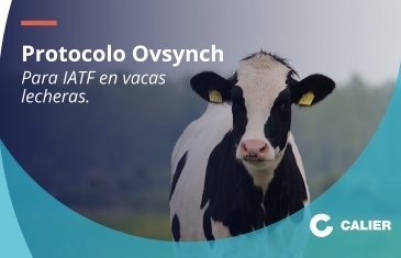 Imagen portada Protocolo Ovsynch