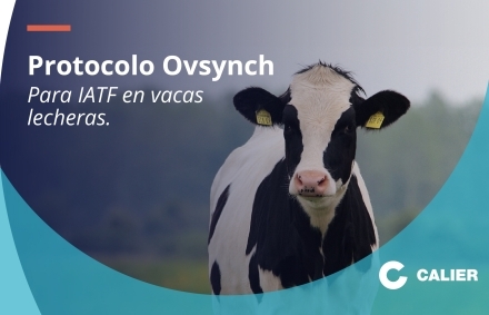 Imagen portada Protocolo Ovsynch