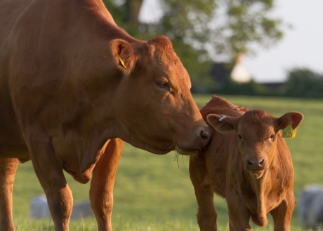 Reproducción Animal