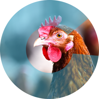 Gallina con el logo de Calier