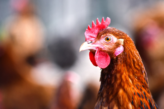 Gallinas