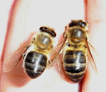 “flaca”, abeja “gorda”