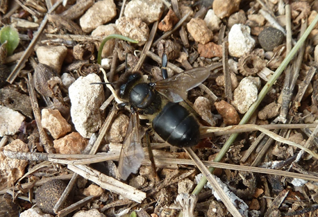 Abeja atacada por el virus de la parálisis aguda