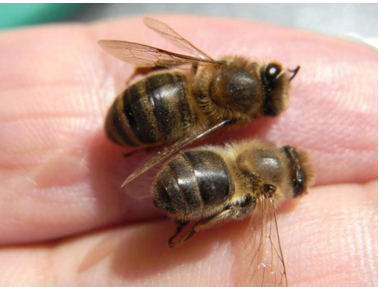 abeja anormalmente “corta”