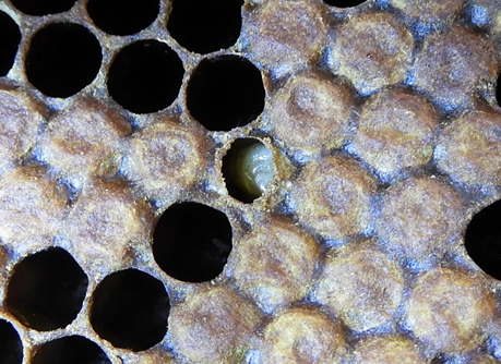 Celda con pupa atacada de cría ensacada