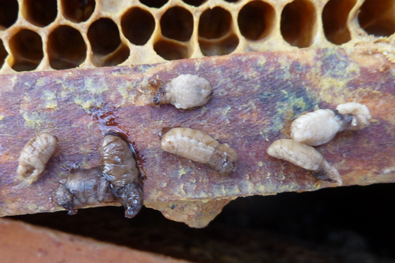 Celda con pupa atacada de cría ensacada,