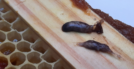 Celda con pupa atacada de cría ensacada