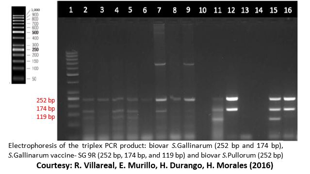 Electrophoresis