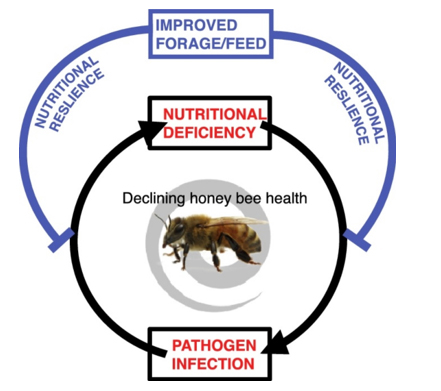 Feedbacks between nutrition and disease in honeybee health