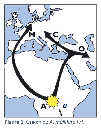 Origen de A. mellifera 