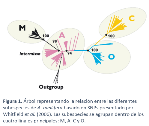 Árbol representando la relación entre las diferentes subespecies de A. mellifera basado en SNPs 