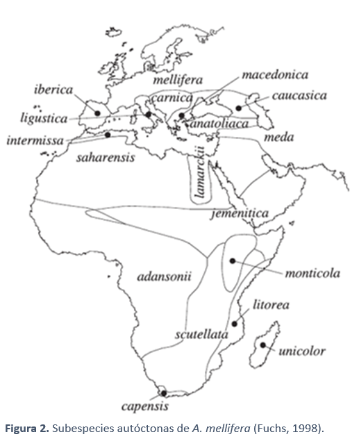 Subespecies autóctonas de A. mellifera 