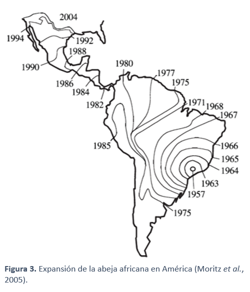 Expansión de la abeja africana en América 