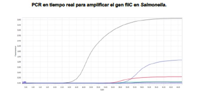 amplificación rt-pcr