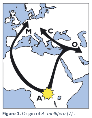 Origin of A. mellifera