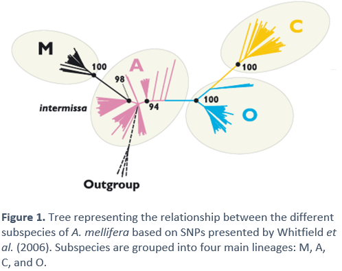 Tree representing the relationship between the different subspecies of A. mellifera 