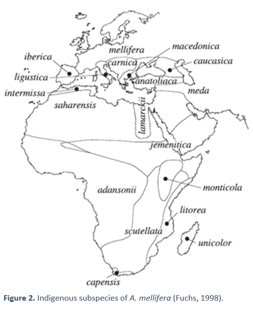 Indigenous subspecies of A. mellifera 