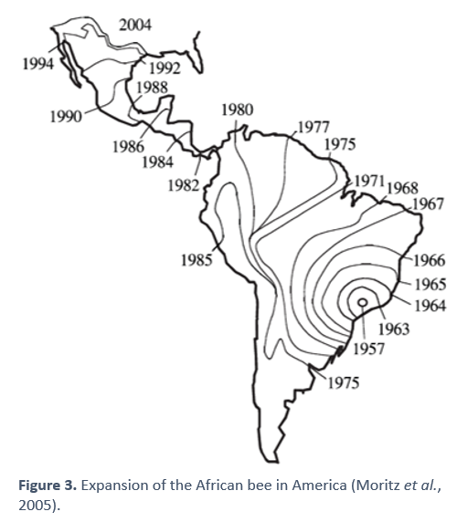 Expansion of the African bee in America 