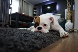 perro alfombra