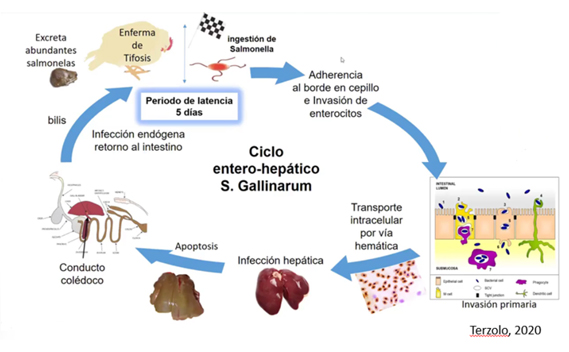 circulo de contaminación y circulación