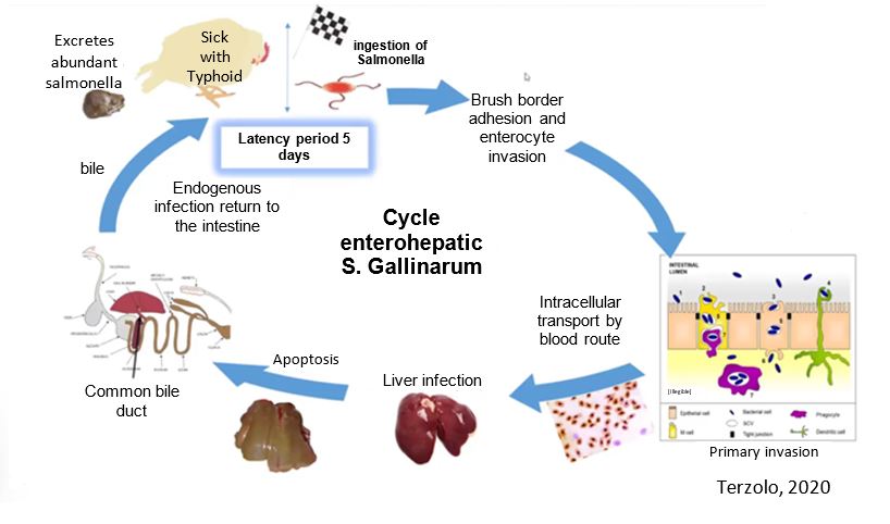 Contamination Cycle