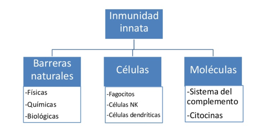 grafico