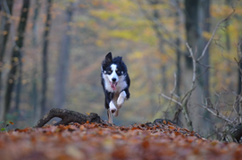 perro corriendo