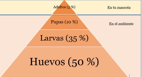 Contaminación del huevo