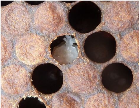 Pupa eliminada por comportamento higiénico. 