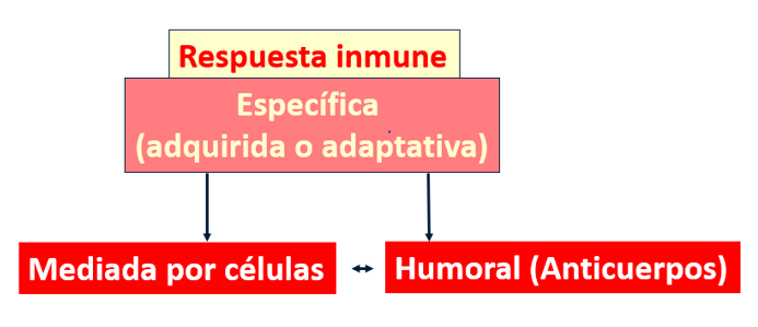 Respuesta inmune