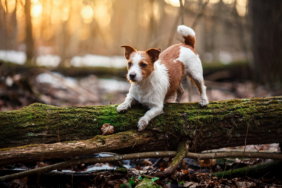 perro atardecer