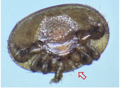 Varroa dañada por despiojamiento.