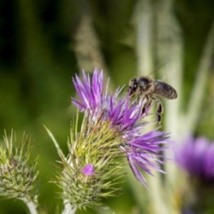abeja en cardo