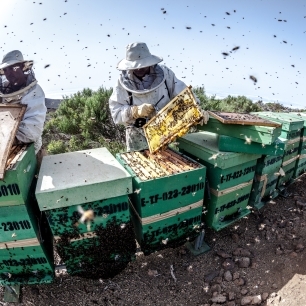 Apicultores trabajando entre abejas