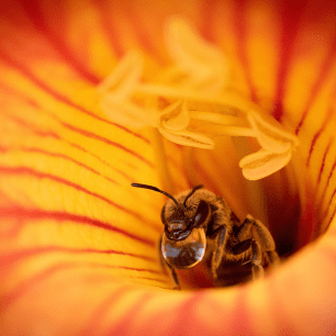 Abeja calmando la sed