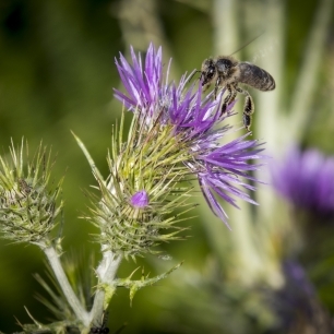 Abeja en cardo