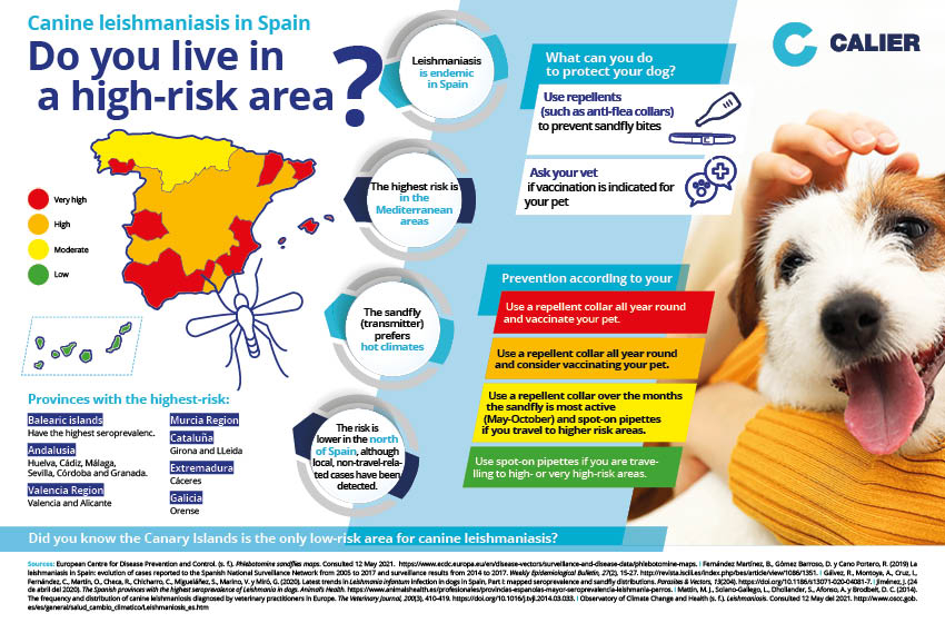 Canine leishmaniasis in Spain