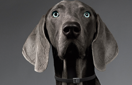 perro merlin