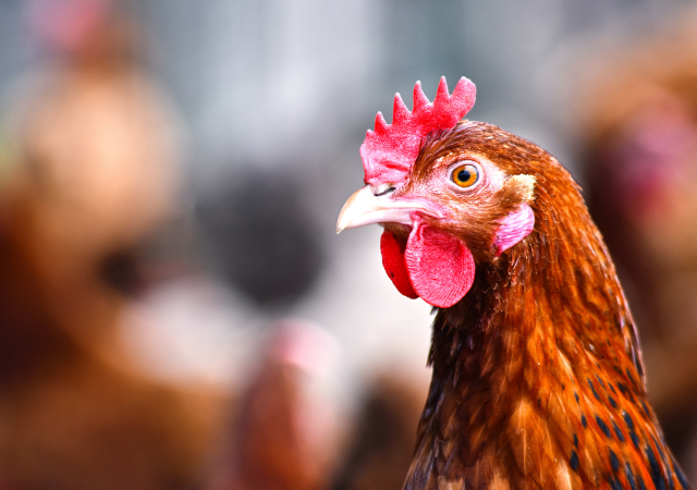 Gallinas
