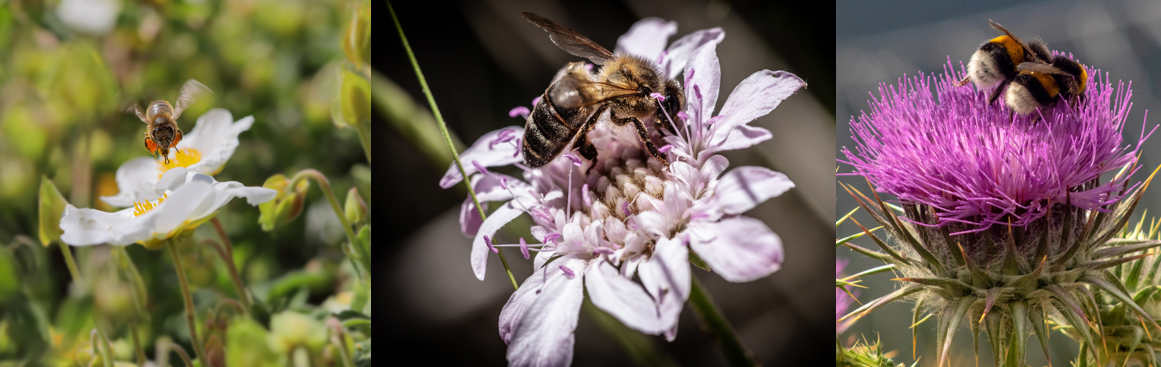 Imagen de Calier premia las mejores fotografías sobre apicultura