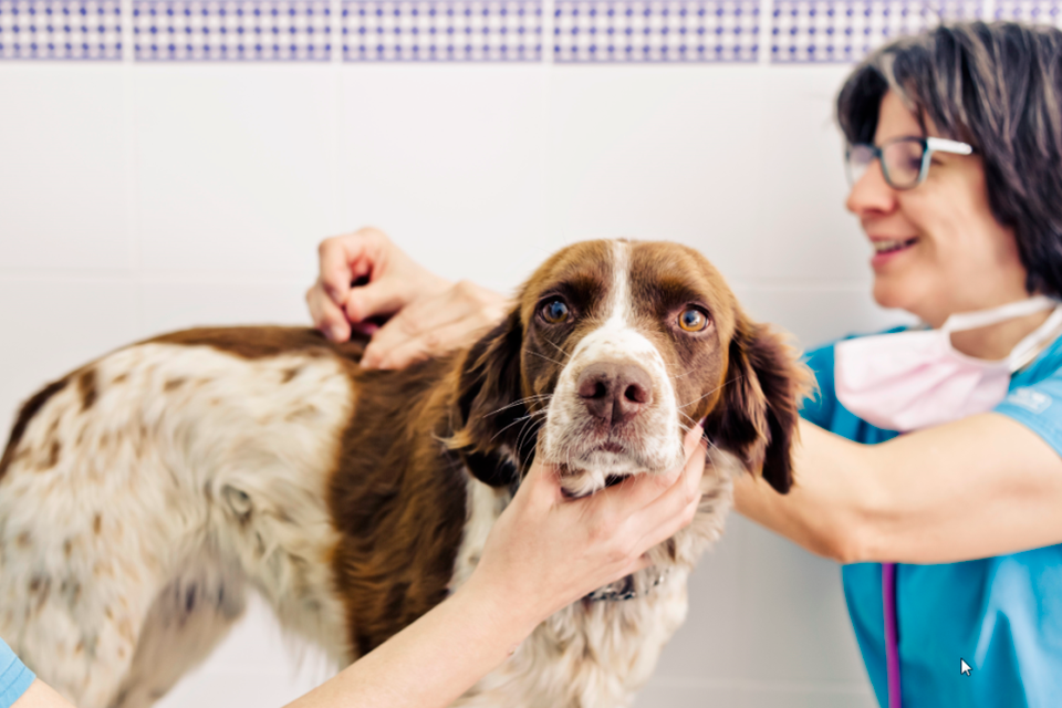 Imagen de 50 veterinarios de toda España han participado en el “I Concurso de Fotografía Mi Veterinario y Yo”