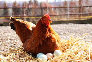 gallina ponedora