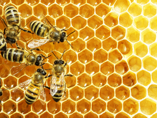 Polen de abeja
