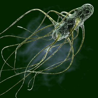 salmonella gallinarium