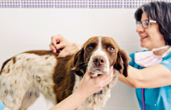 Imagen de 50 veterinarios de toda España han participado en el “I Concurso de Fotografía Mi Veterinario y Yo”